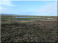 Salt marsh at Little Neston