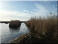 SJ3173 : Reedbed, RSPB Burton Mere Wetlands by Christine Johnstone