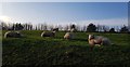 Sheep beside Studley Lane