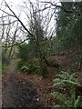 Path and former leat, Burchetts Wood