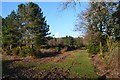 Track along the edge of Badminston Plantation