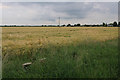 Barley field on the edge of Histon