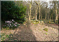 Early Rhododendron flowers off Woodlands Drive, Rawdon