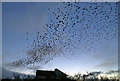 A starling murmuration at Eyemouth