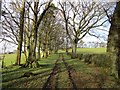 Tree-lined track near Glassford