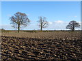 SE5648 : Ploughed field off Askham Bryan Lane by JThomas