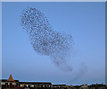 A starling murmuration