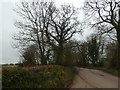 Trees lining the road to Daniel