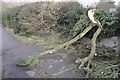 TF0621 : Storm Ciara: Tree damage by Bob Harvey