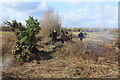 ST3484 : Clearing scrub, Great Traston Meadows SSSI by M J Roscoe