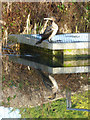 Cormorant by the Forth and Clyde Canal at Westerton