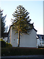 Monkey Puzzle tree