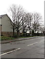 Deciduous trees on the north side of Wyndham Street, Newport