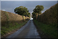 TF8640 : Hedgerows enclosing narrow lane by P Gaskell