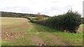 Hedge line to the woods at Worton Heath