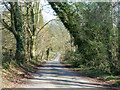 Lodge Lane, Chute Forest