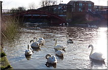 SK5803 : Swans on the Grand Union Canal by Mat Fascione