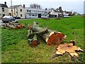 Felled lime tree