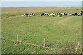 SD3621 : Cattle on Crossens Marsh by Bill Boaden