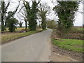 Tree-lined road near the entrance to Flint Hall Farm