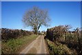 Shuttlesfield Lane towards Mill Down