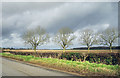 Winter Trees at Breach Farm