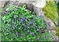 Cluster of violets