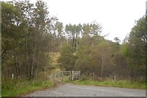 NM9244 : Appin woodland by Richard Webb