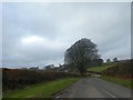 Lone tree by the road east of Stone Cross