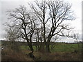 NS9570 : Roadside trees near South Couston by M J Richardson