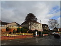 Chile pine on the corner of Hollandhurst Road