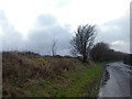 Windswept trees on hedgebank on North Common