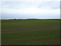 TA1175 : Field off Bridlington Road by JThomas