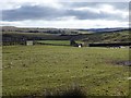 Looking down Redesdale