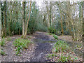 Bridleway towards Lingfield Road