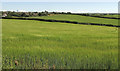 Farmland, Marhamchurch