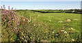 Farmland, Marhamchurch