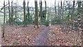 Bridleway heading to Asheridge Road