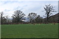 Sheep in field by A40 Brecon Road