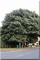 Tree on The Street, Loxwood