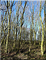 Woodland beside Bradford Road (A653), Tingley