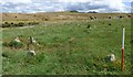 Stannon prehistoric stone row