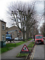 Lichfield Road: tree surgeons starting work