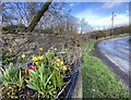 Spring flowers