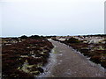 Path across the dunes