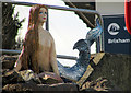 Mermaid, Brixham