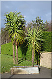 NJ1362 : Palm Trees by Anne Burgess