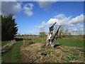 Burnt stump, Kirkby on Bain