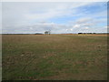 Flat fields near The Mittens