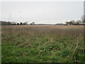 Uncultivated field near North Moor Farm